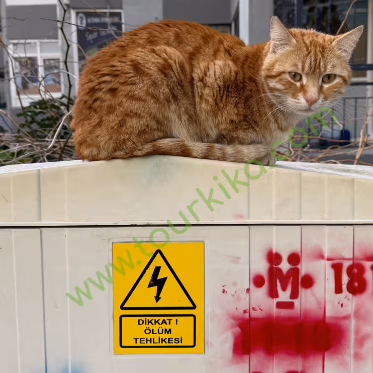 Φωτογραφία που γράφει στα τούρκικα ölüm tehlikesi - κίνδυνος θανάτου